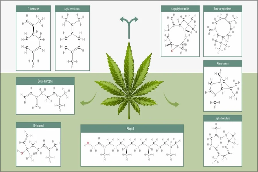 CBC Isolate in Bulk: Emerging Opportunities in Advanced Cannabinoid Formulation