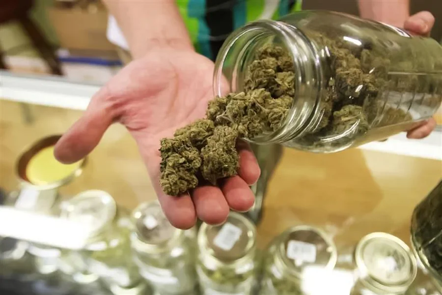 Cannabis